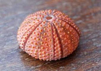 Deniz Kestanesi Kabuğu Nasıl Kırılır? Deniz Kestanesi Kabuğu Nasıl Kırılır?